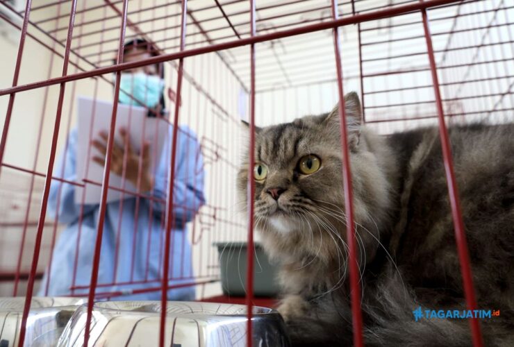 Hari Jadi Kota Surabaya, Pemkot Gelar Sterilisasi Kucing Gratis