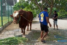 RPH Surabaya Perketat Pemeriksaan Hewan Kurban Jelang Idul Adha 2026