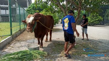 RPH Surabaya Perketat Pemeriksaan Hewan Kurban Jelang Idul Adha 2026