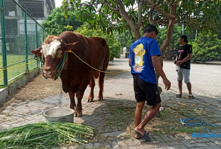 RPH Surabaya Perketat Pemeriksaan Hewan Kurban Jelang Idul Adha 2026