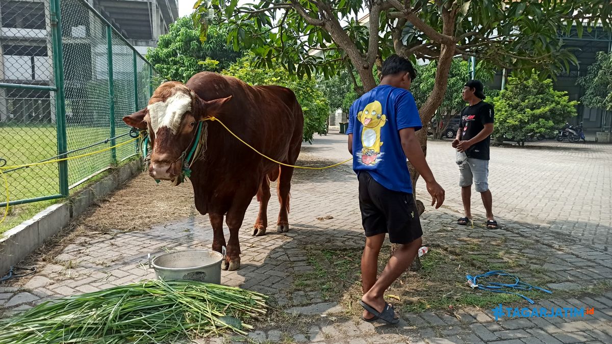 RPH Surabaya Perketat Pemeriksaan Hewan Kurban Jelang Idul Adha 2026 1 RPH Surabaya Perketat Pemeriksaan Hewan Kurban Jelang Idul Adha 2026